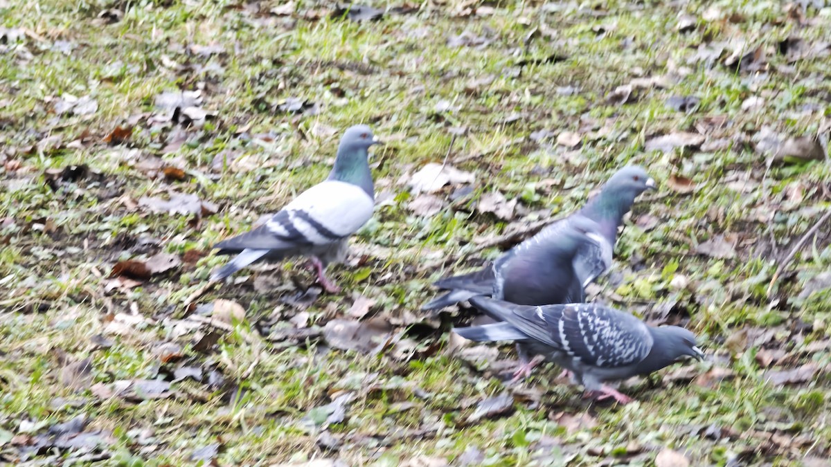 יונת בית - ML646100830