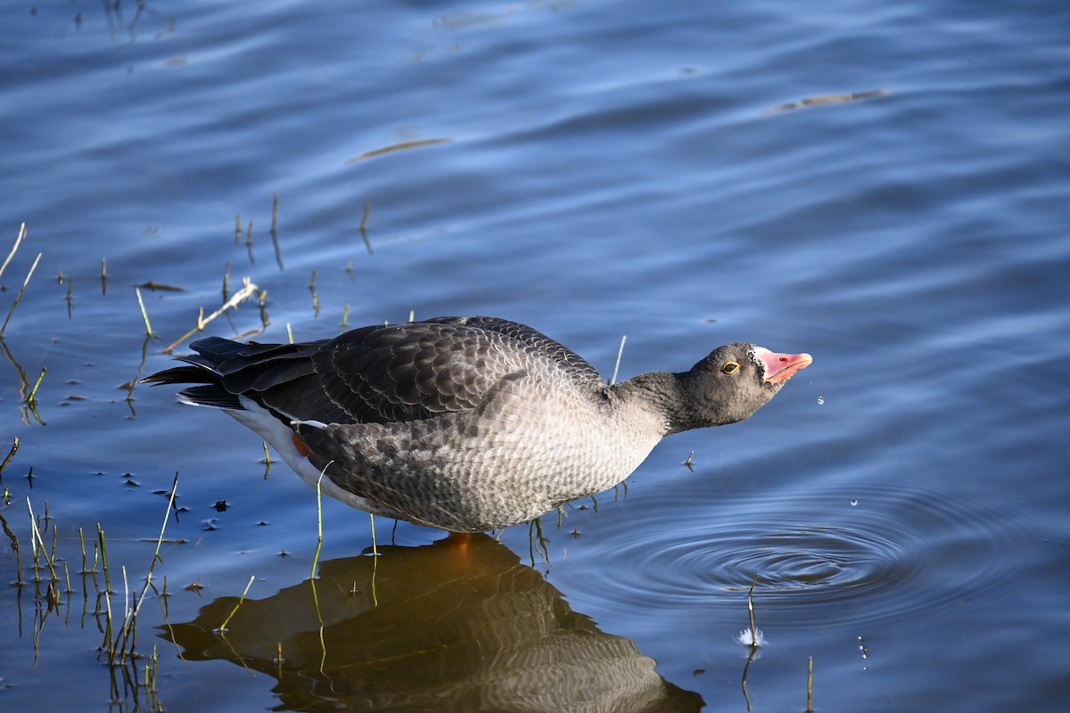 אווז קטן - ML646100831