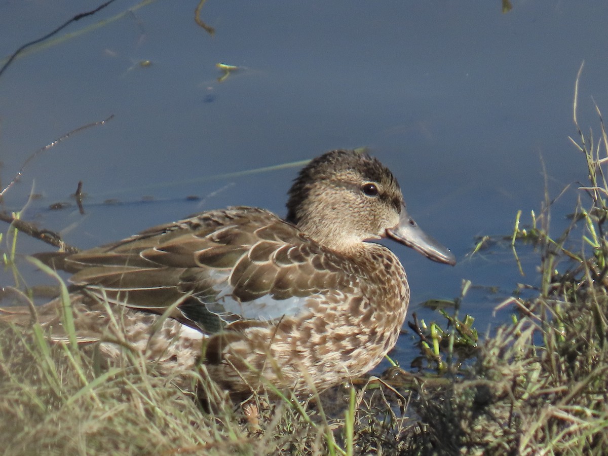 Blue-winged Teal - ML646100832