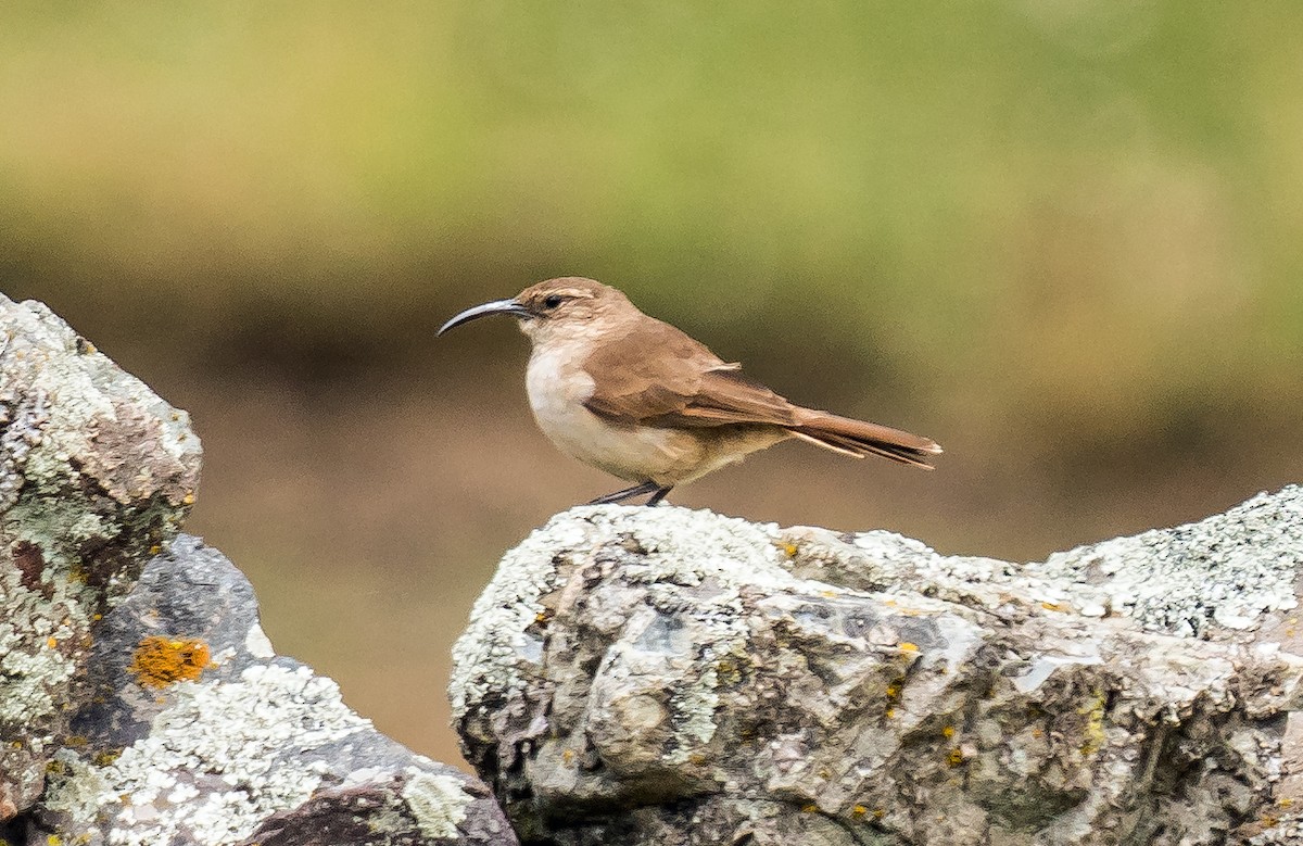 Buff-breasted Earthcreeper (Plain-breasted) - ML646100838