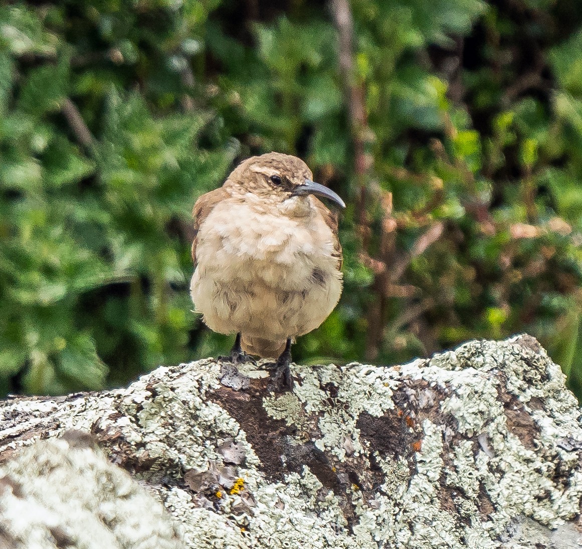 Buff-breasted Earthcreeper (Plain-breasted) - ML646100839