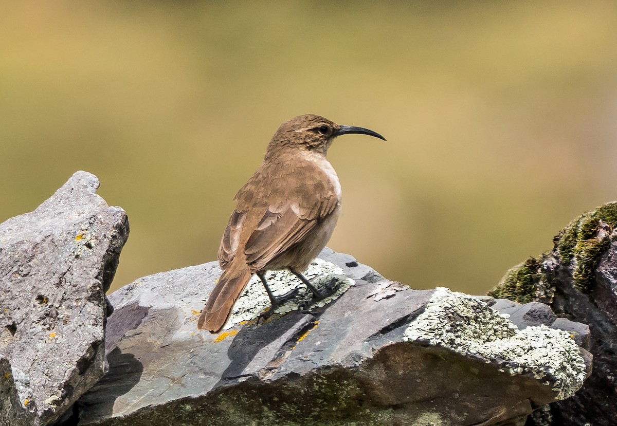 Buff-breasted Earthcreeper (Plain-breasted) - ML646100840