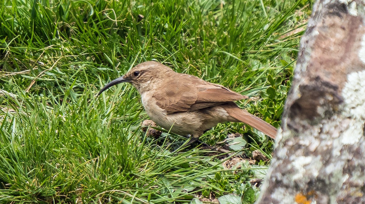 Buff-breasted Earthcreeper (Plain-breasted) - ML646100841