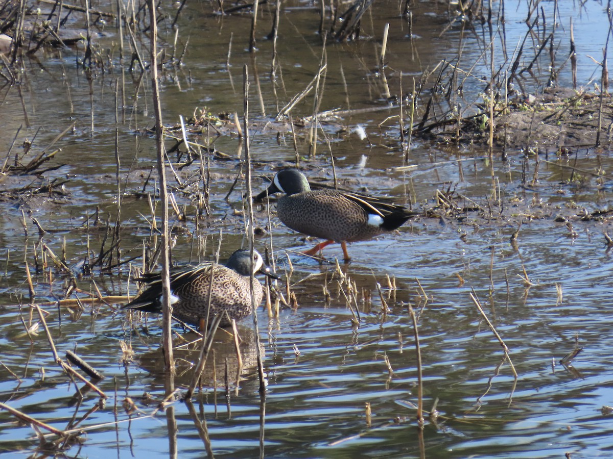 Blue-winged Teal - ML646100845