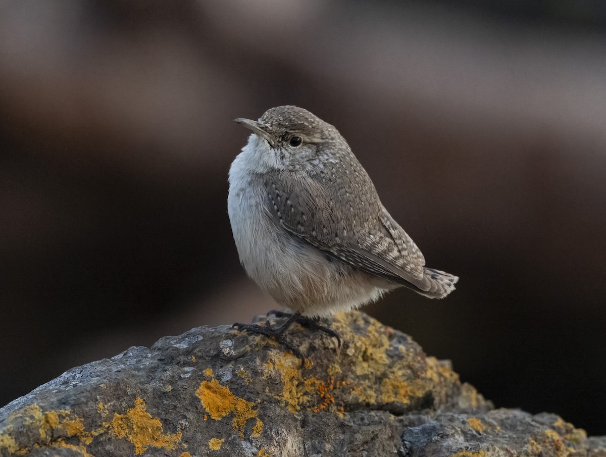Rock Wren - ML646100854