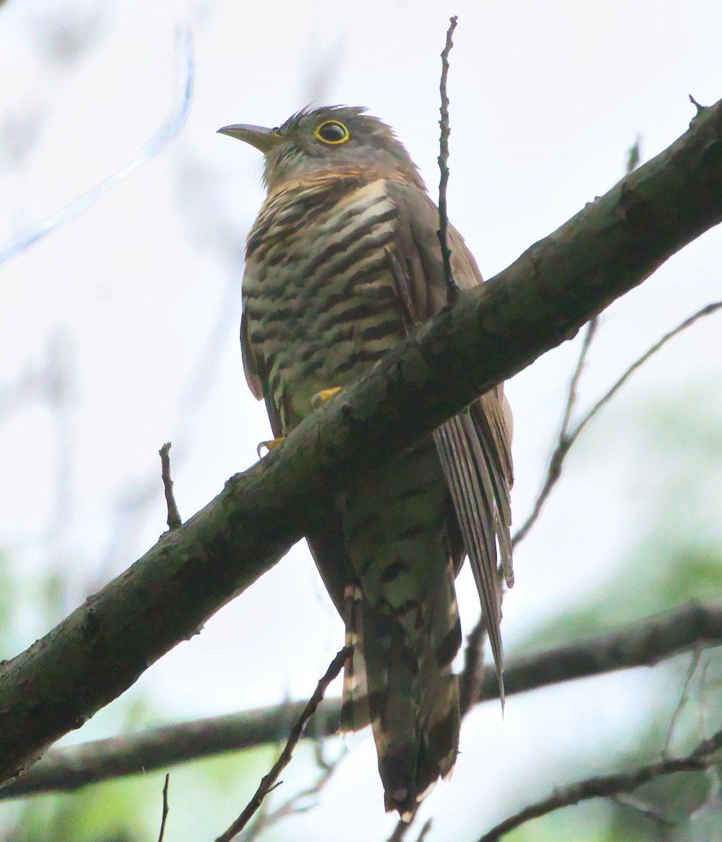 Indian Cuckoo - ML646100861