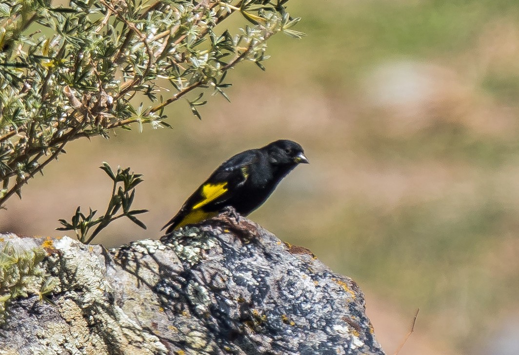 Black Siskin - ML646100868