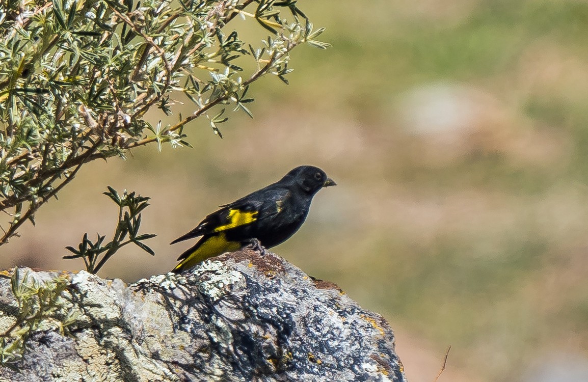 Black Siskin - ML646100869