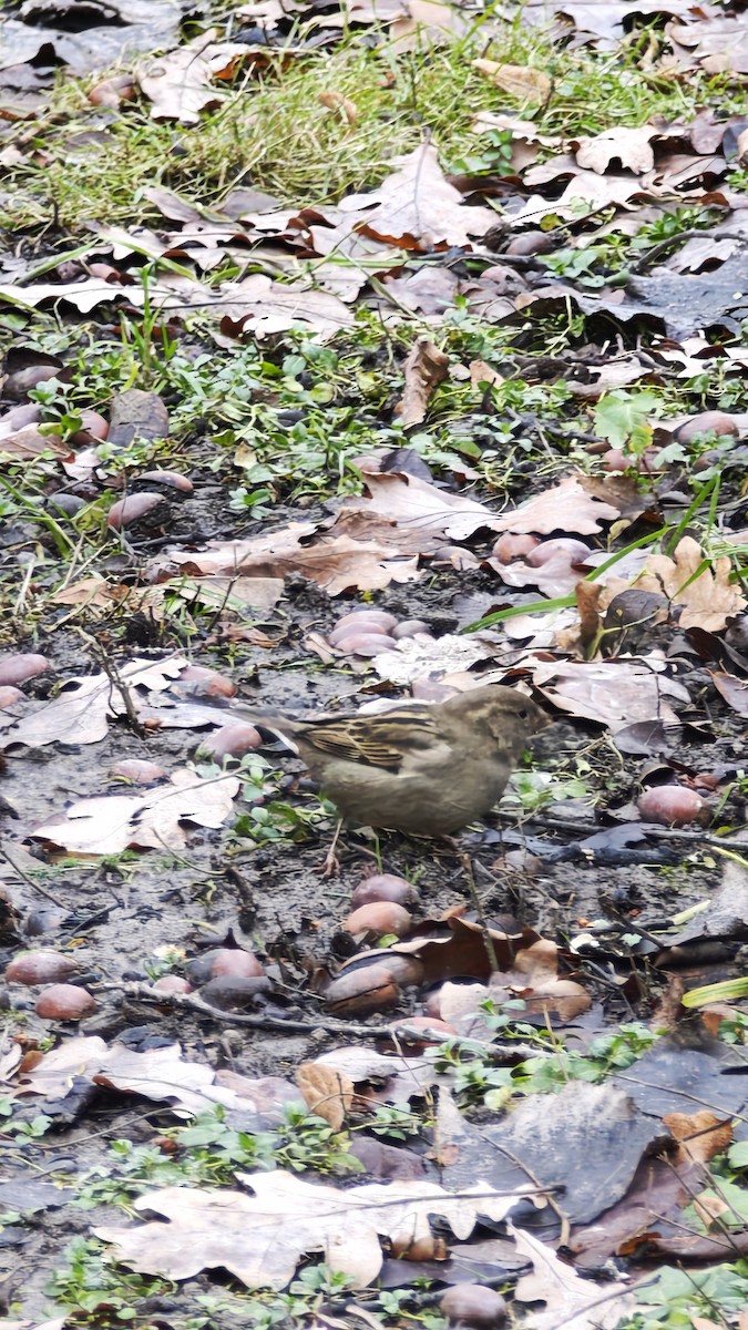 House Sparrow - ML646100870