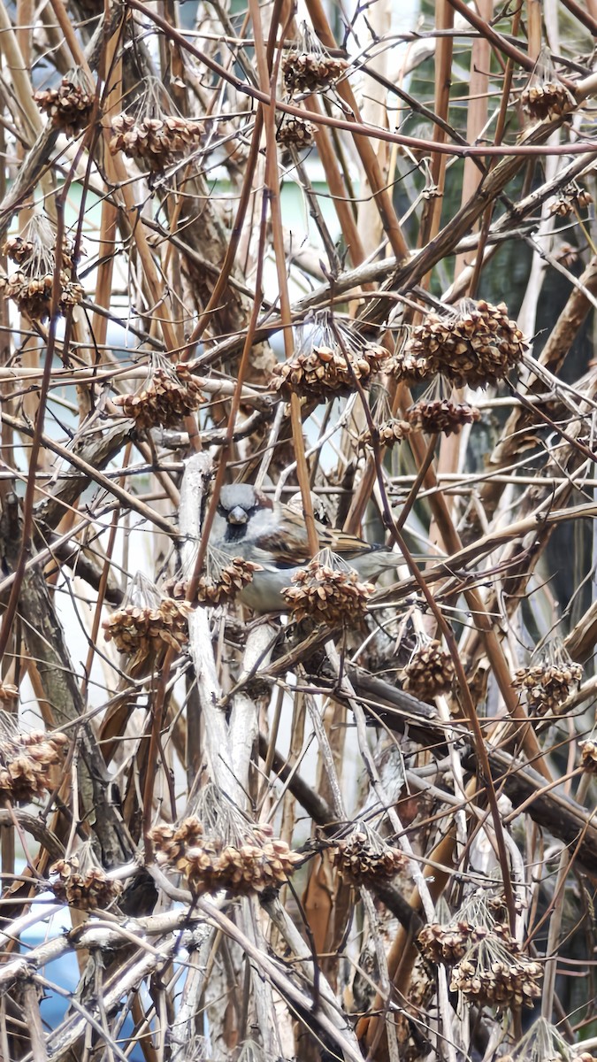 House Sparrow - ML646100871