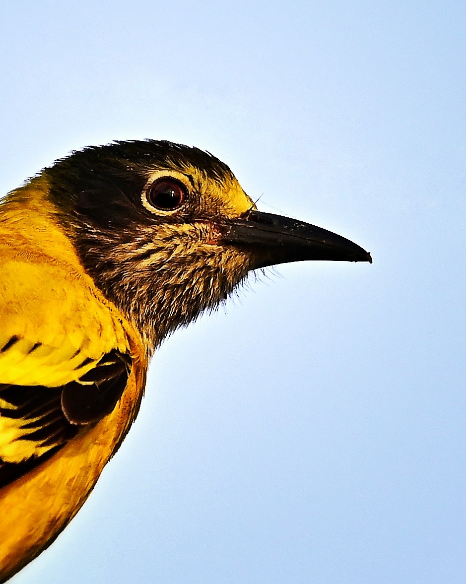 Black-hooded Oriole - ML646100874