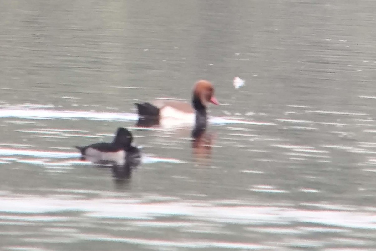 Ring-necked Duck - ML646100877