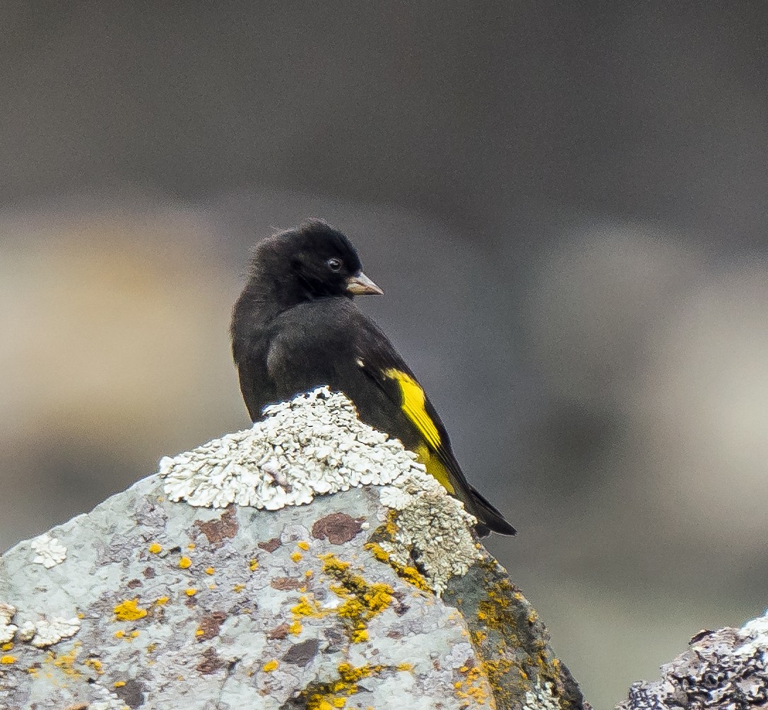 Black Siskin - ML646100891