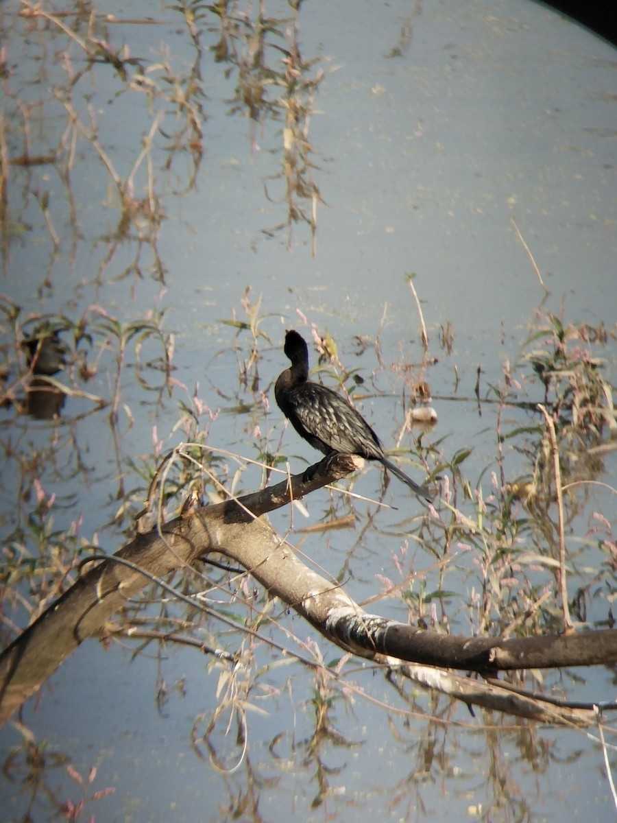 kormorán menší - ML646100895