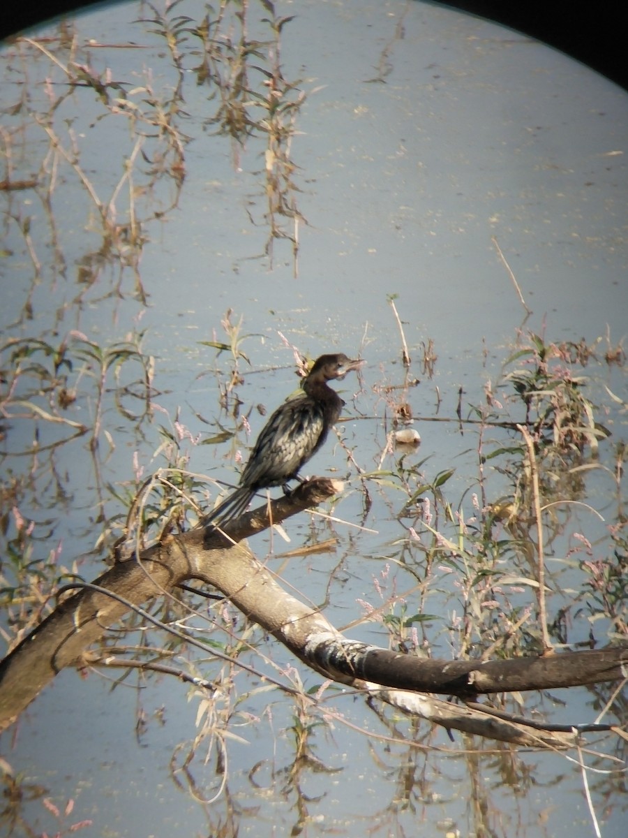 kormorán menší - ML646100896