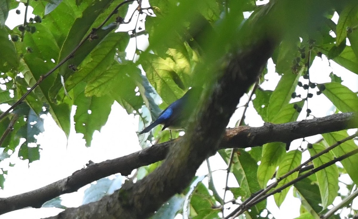 Small Niltava - ML646100900