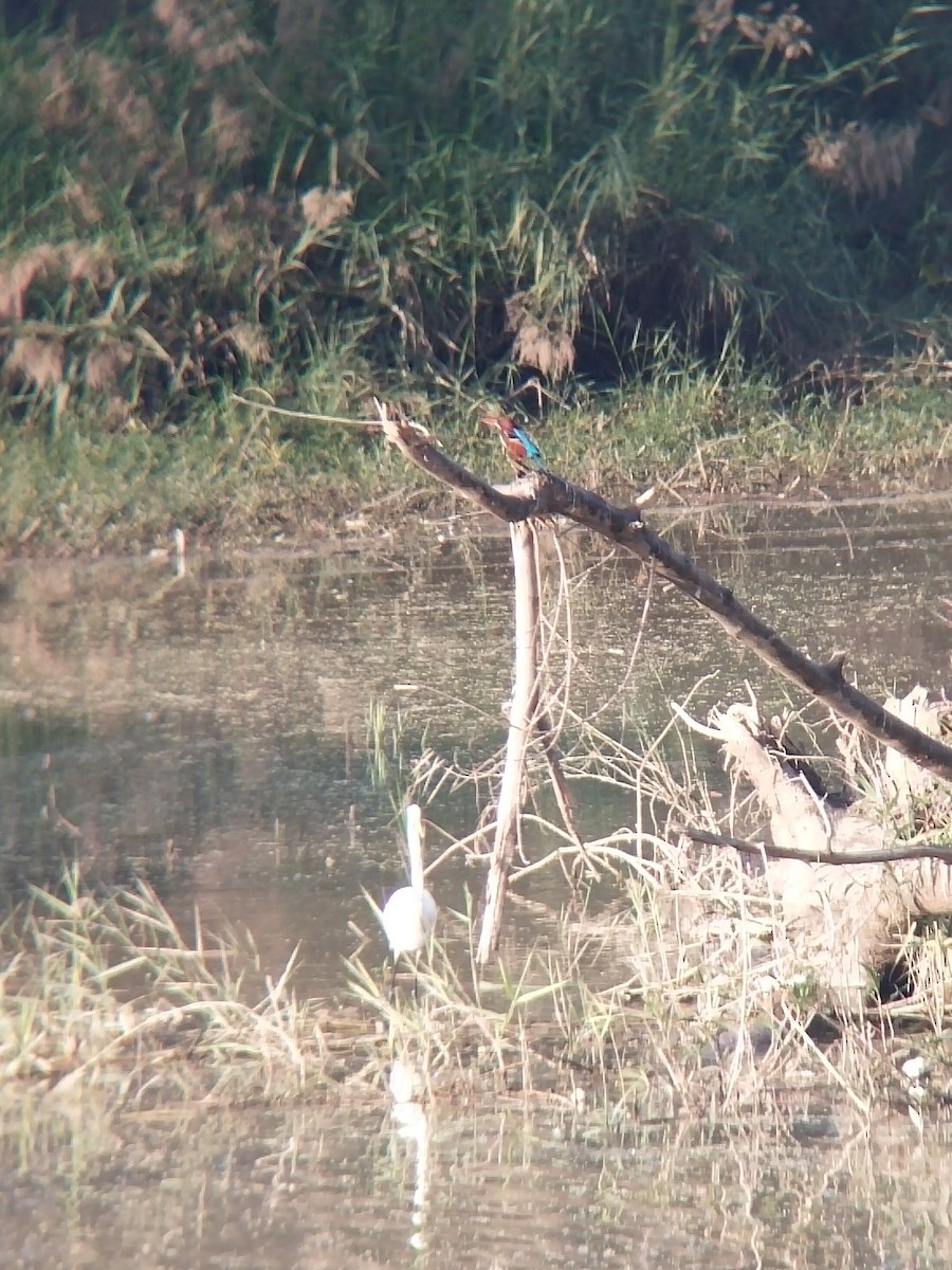 volavka bílá - ML646100903