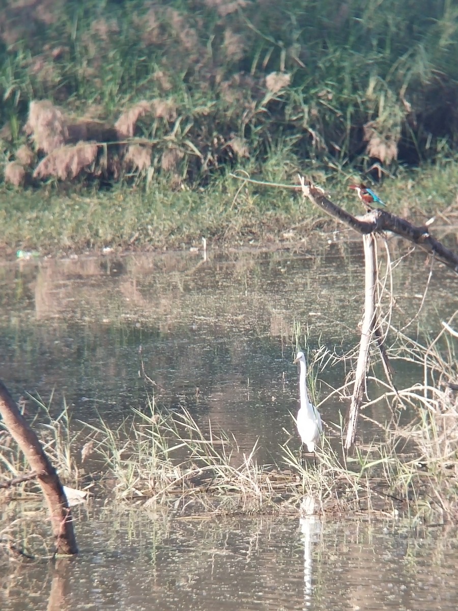 volavka bílá - ML646100904