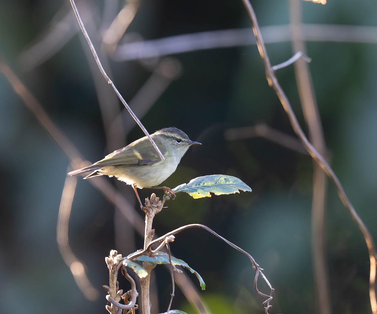 Buff-barred Warbler - ML646100910