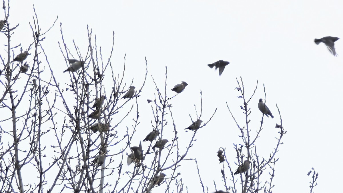 Ampelis Europeo - ML646100915