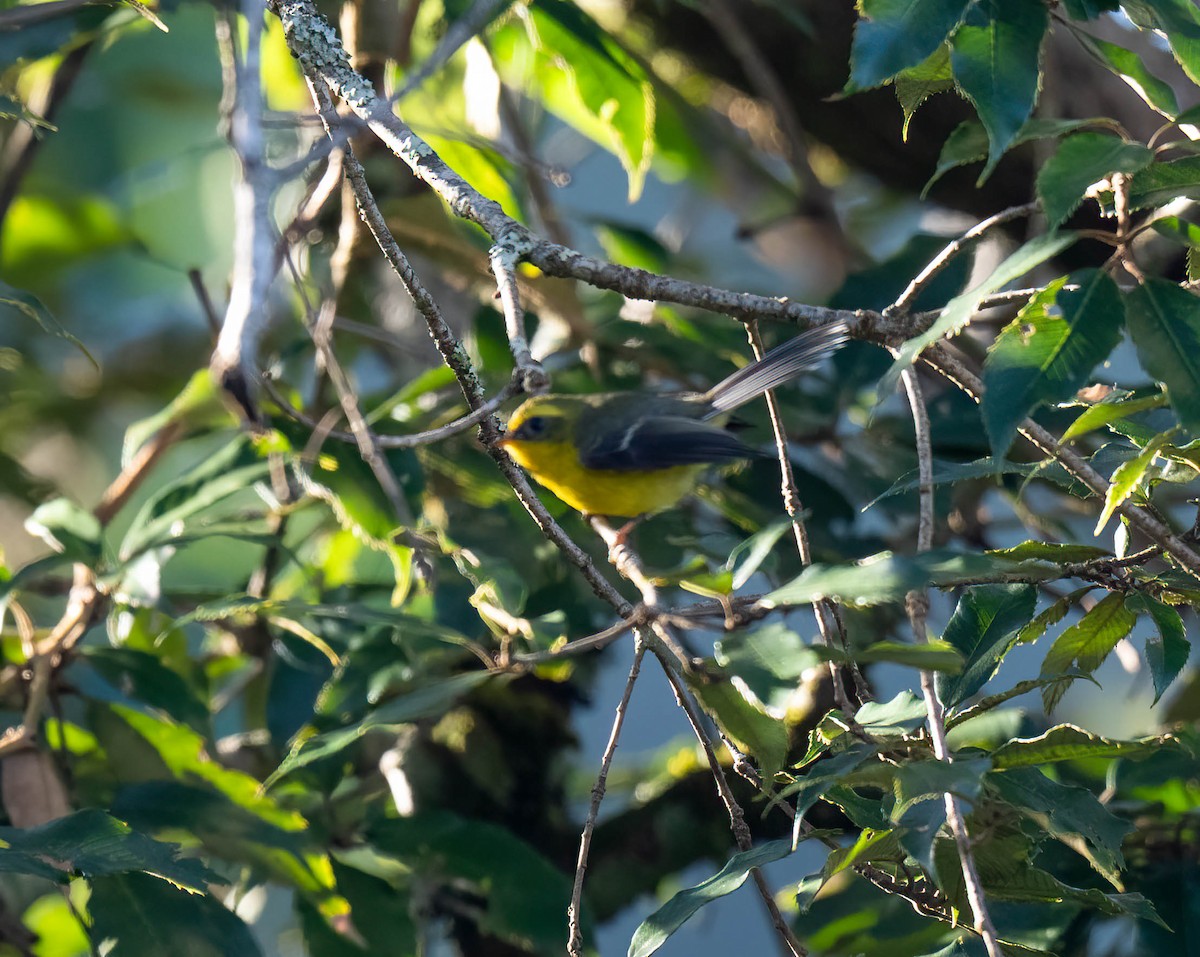 Yellow-bellied Fairy-Fantail - ML646100916