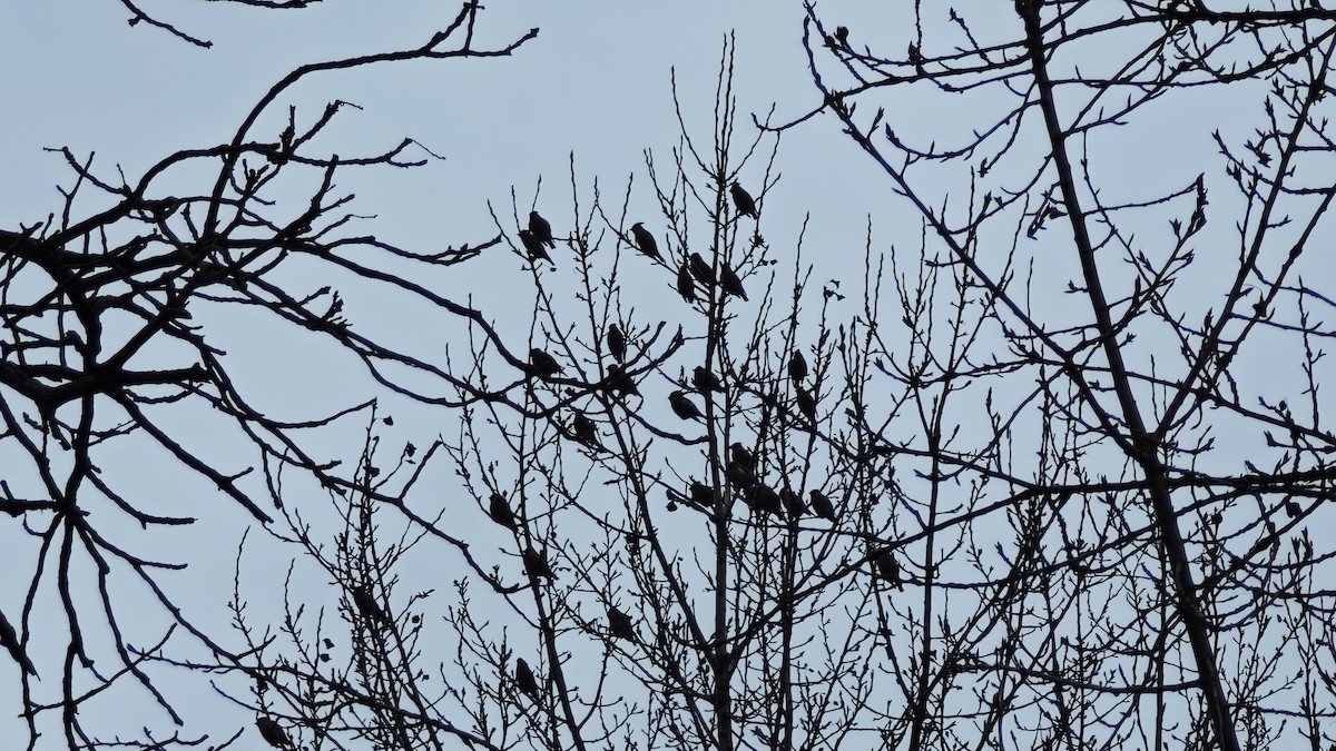 Ampelis Europeo - ML646100917