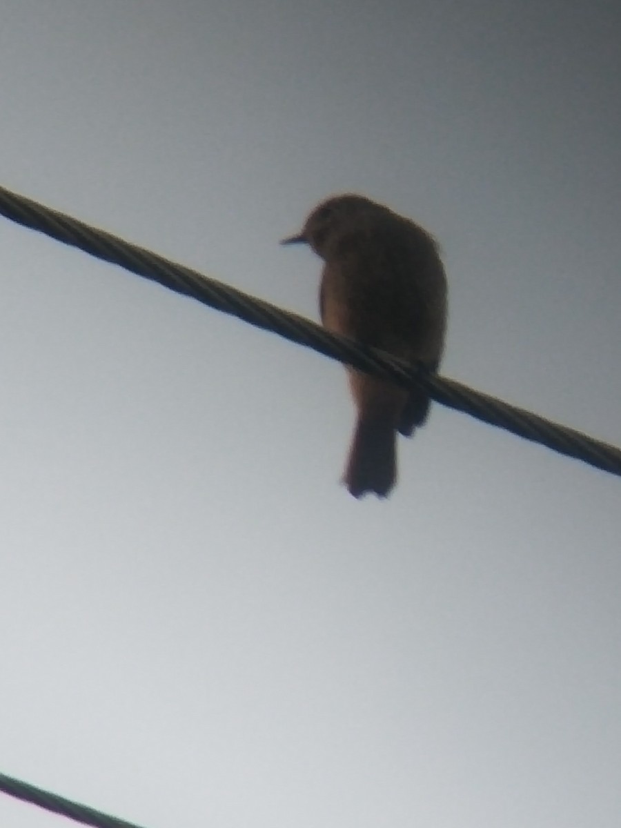 rehek domácí - ML646100919