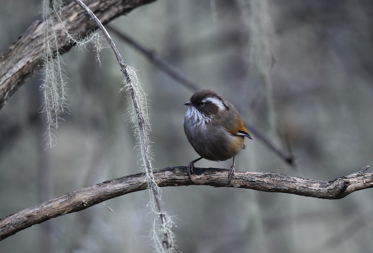 White-browed Fulvetta (Bhutan) - ML646100920