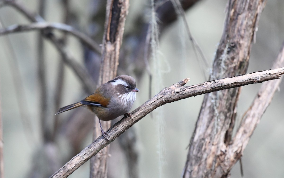 White-browed Fulvetta (Bhutan) - ML646100921