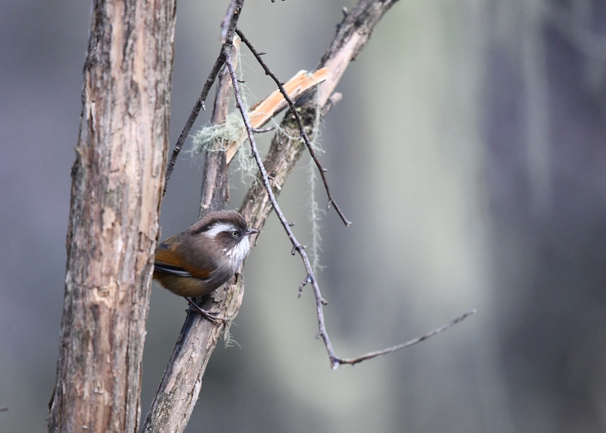 White-browed Fulvetta (Bhutan) - ML646100922