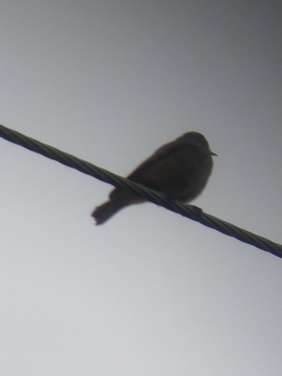 rehek domácí - ML646100925