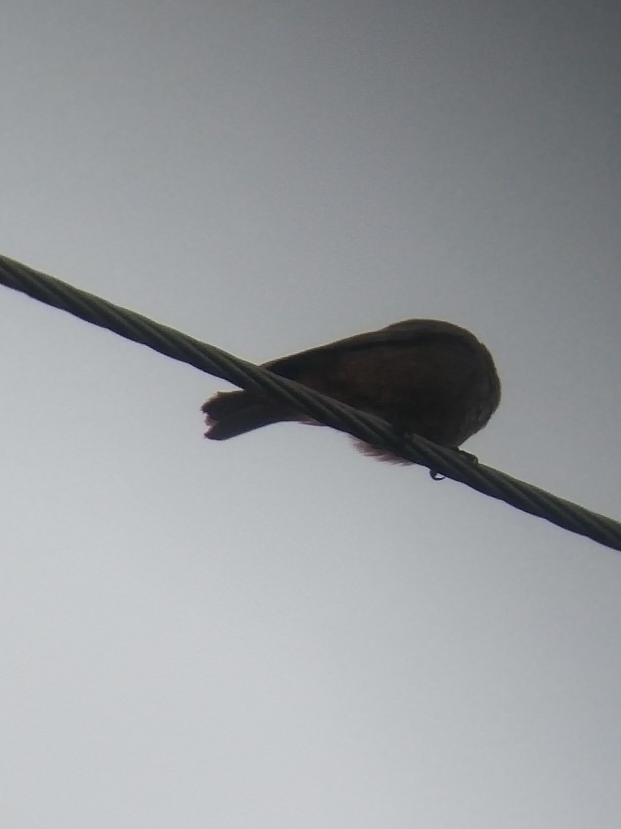 rehek domácí - ML646100926