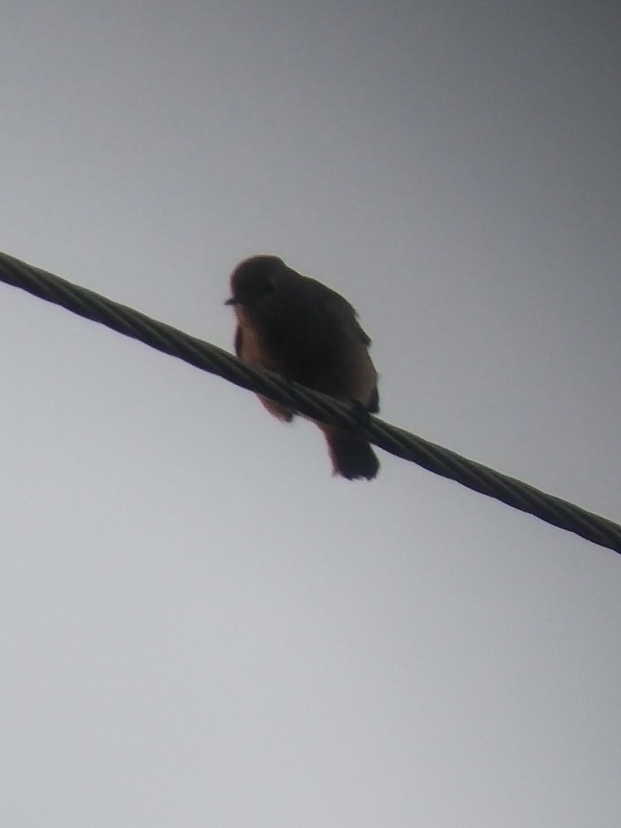 rehek domácí - ML646100927