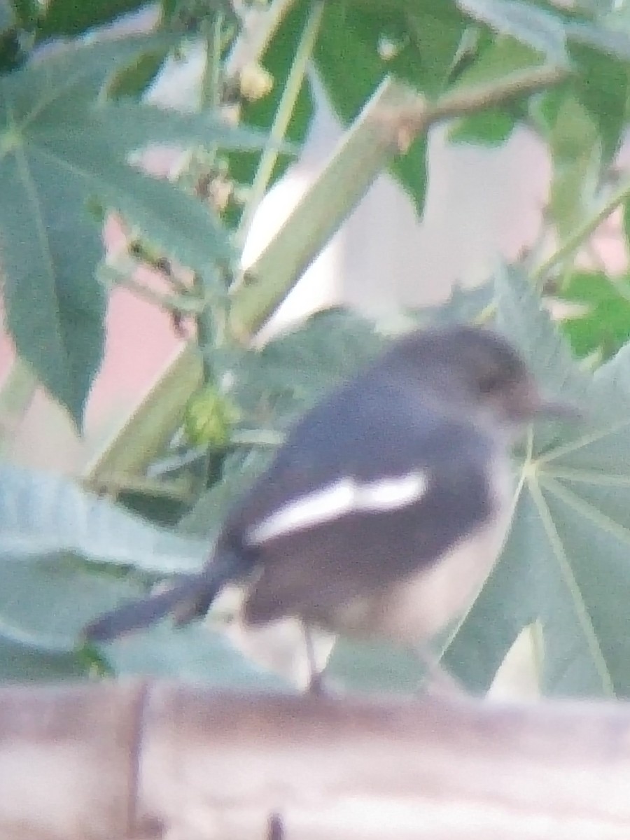 Oriental Magpie-Robin - ML646100933