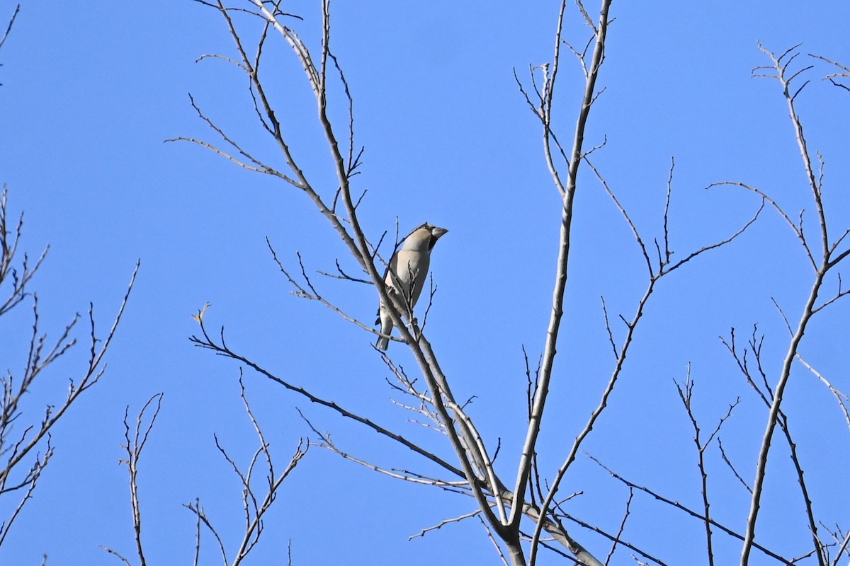 kjernebiter - ML646100940