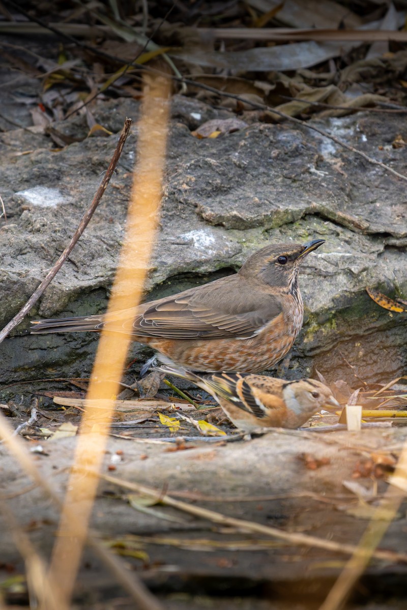 Kızıl Kanatlı Ardıç - ML646100947