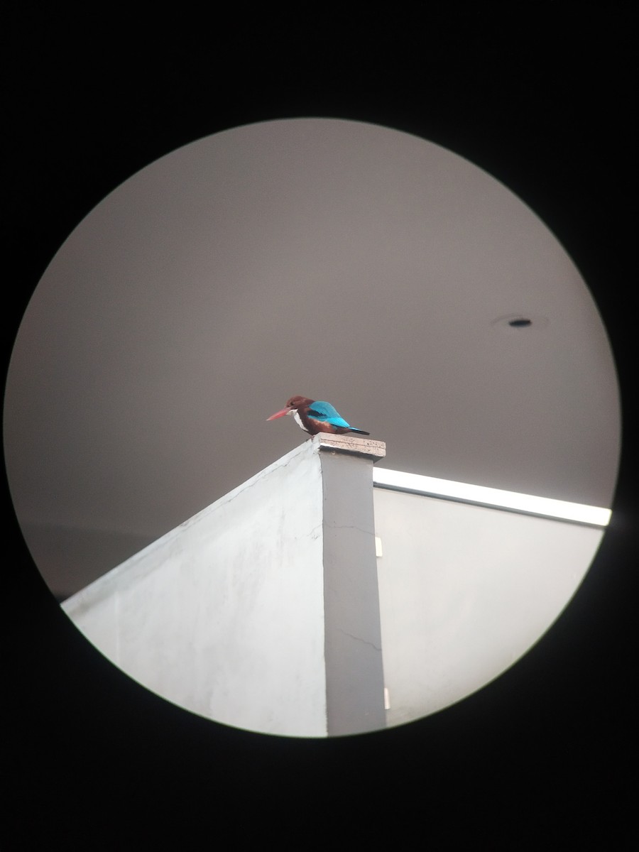 ledňáček hnědohlavý - ML646100952