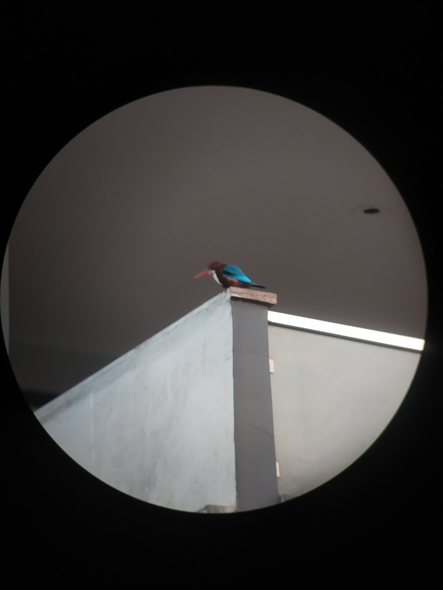 ledňáček hnědohlavý - ML646100953