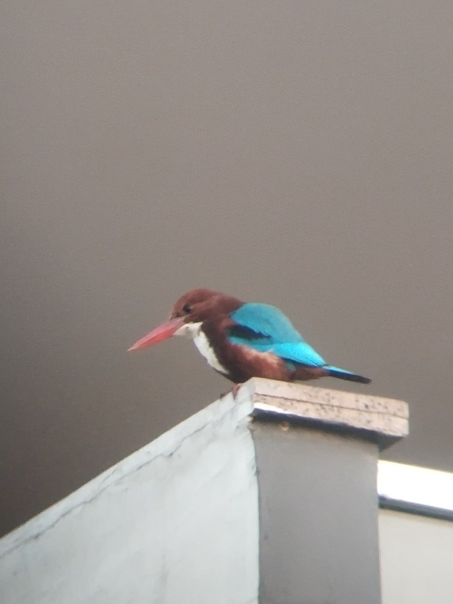 ledňáček hnědohlavý - ML646100954