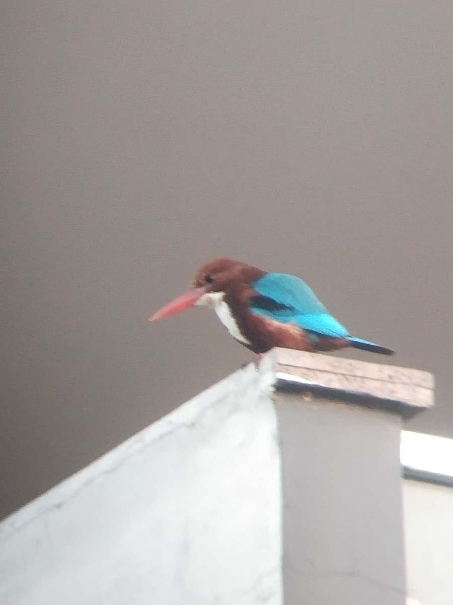 ledňáček hnědohlavý - ML646100955