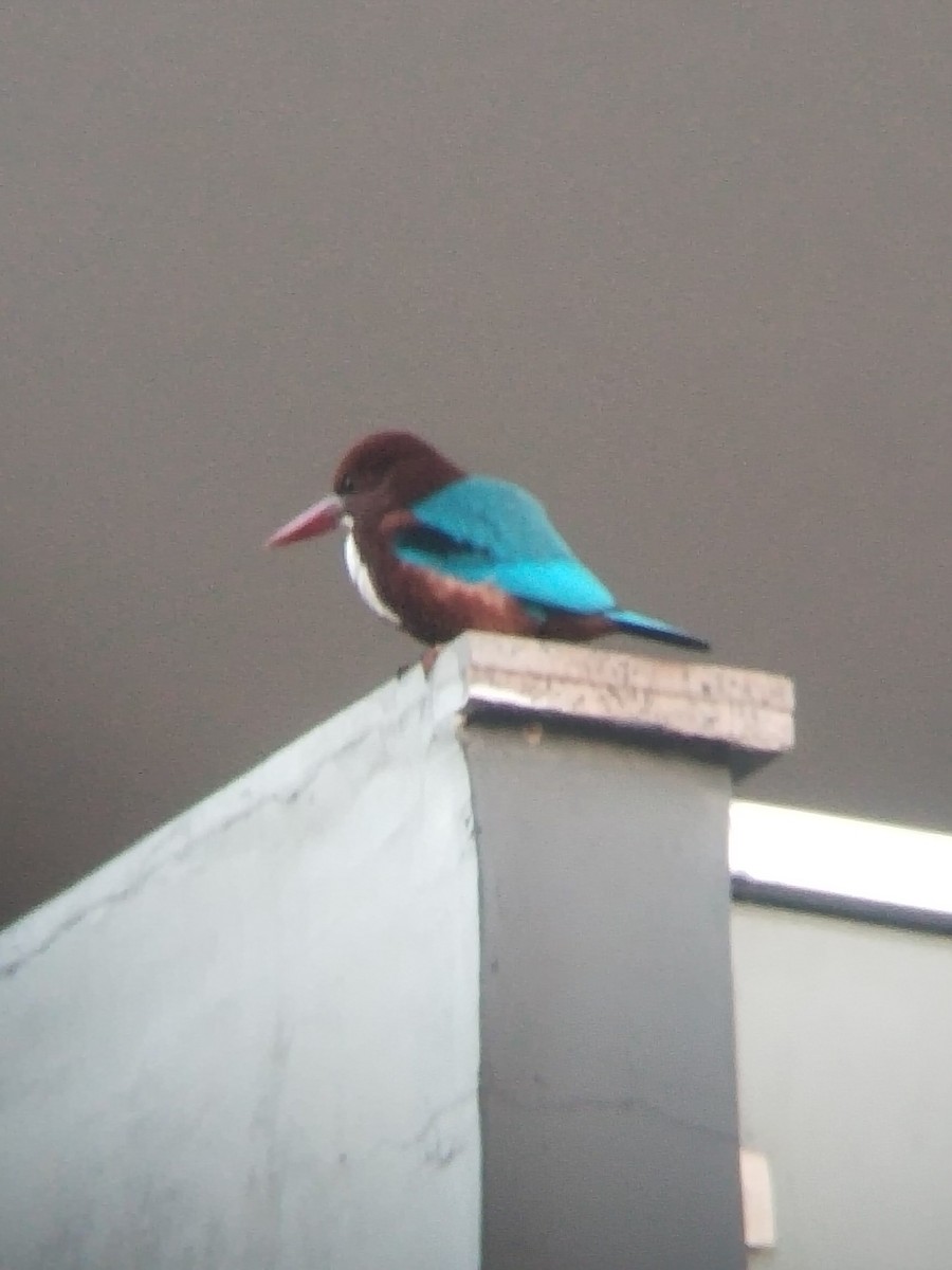 ledňáček hnědohlavý - ML646100956