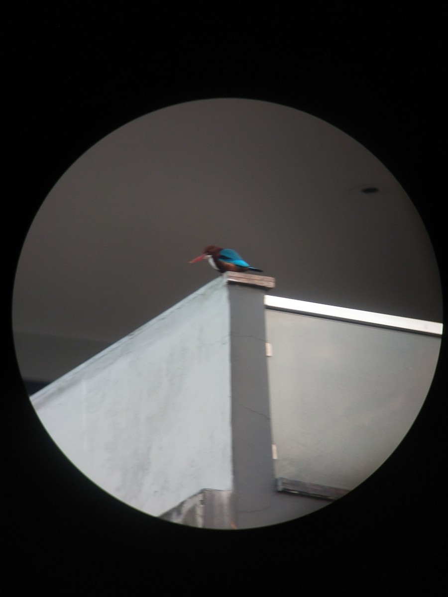 ledňáček hnědohlavý - ML646100957