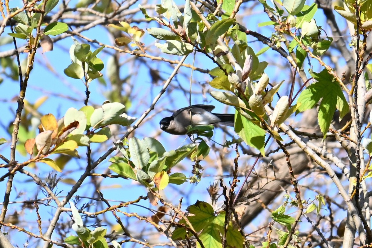 dompap - ML646100958