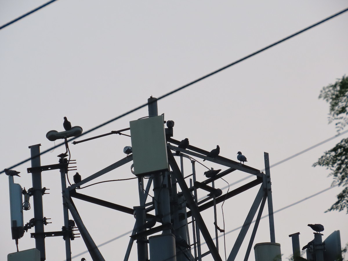 יונת בית - ML646100968