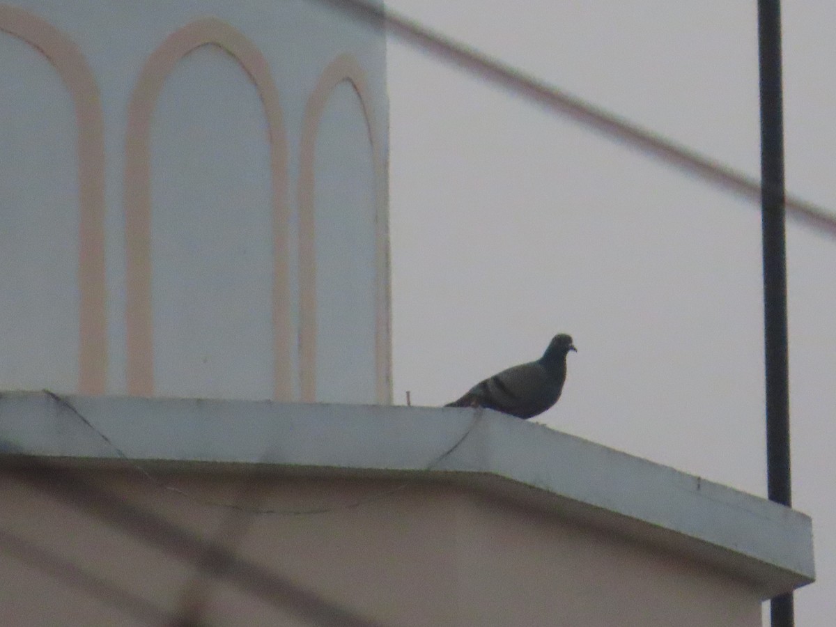 יונת בית - ML646100970