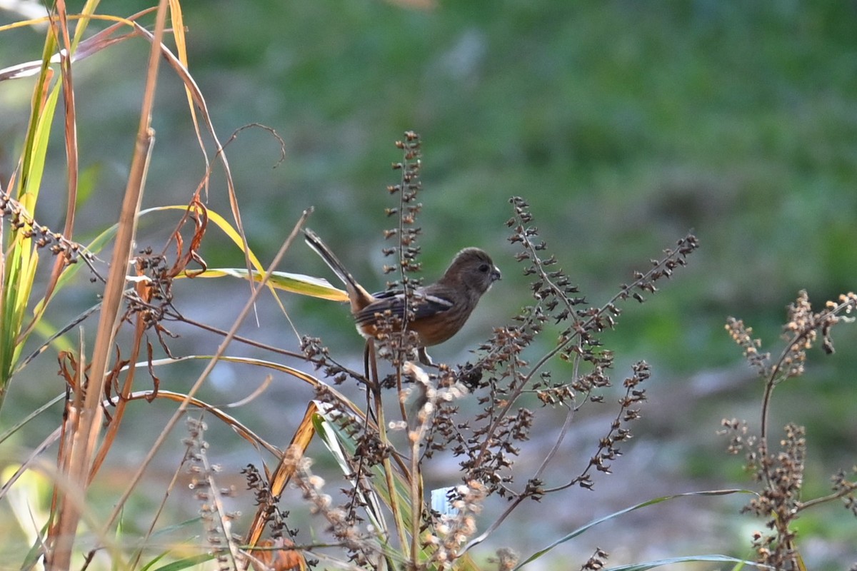 langstjertfink - ML646100975