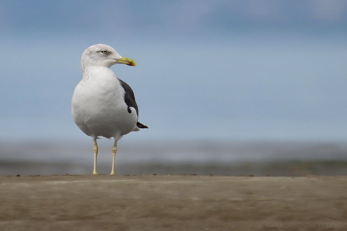 Zafferano - ML646100983