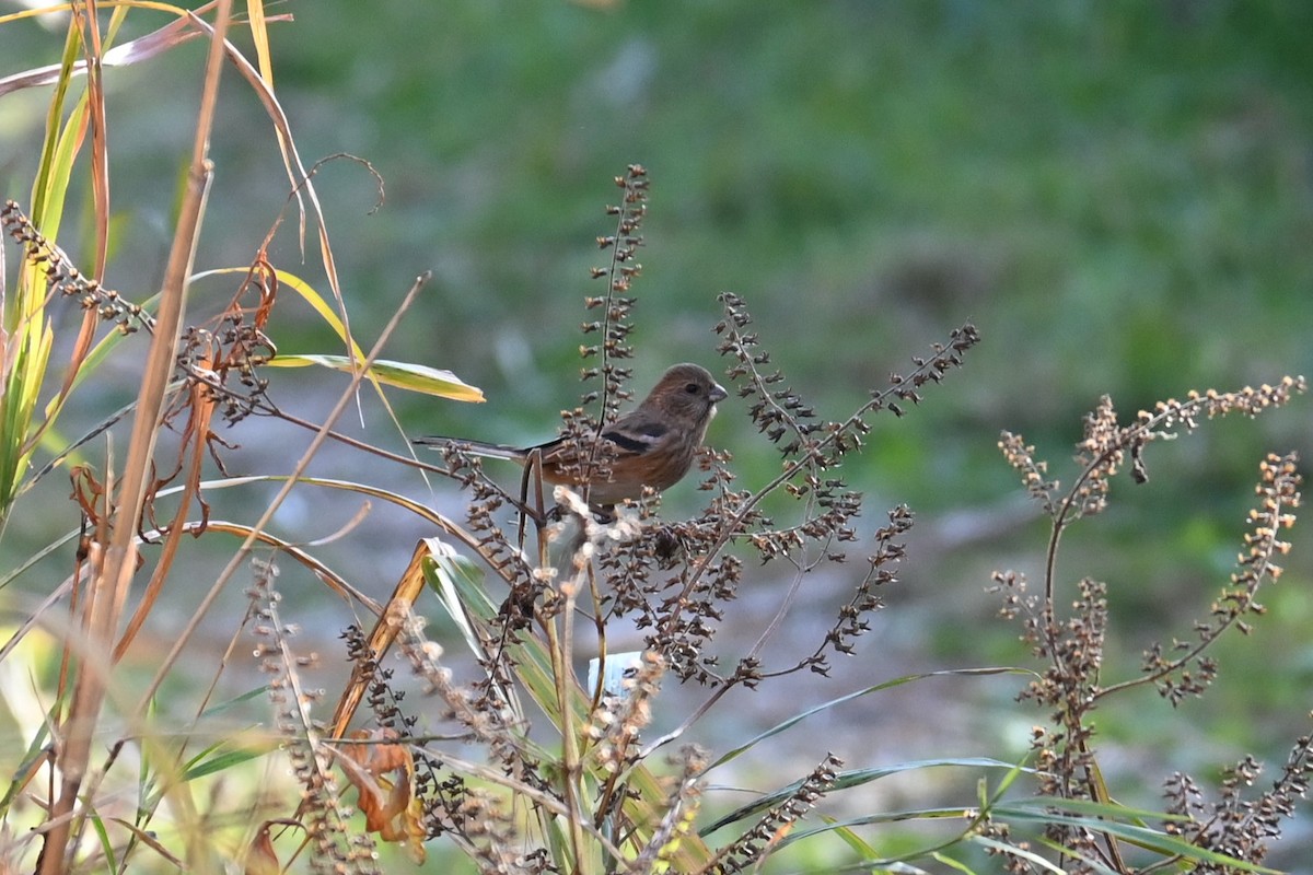 langstjertfink - ML646100984