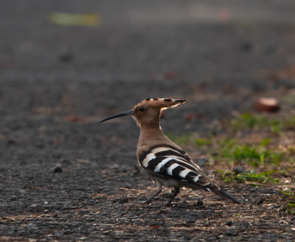 Common Hoopoe - ML646100985