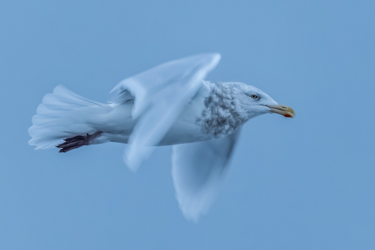 Goéland bourgmestre - ML646100990